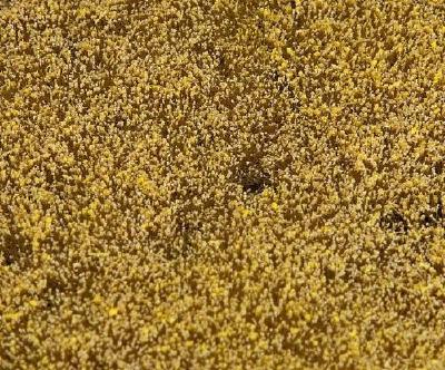 風景セグメント 穀物畑