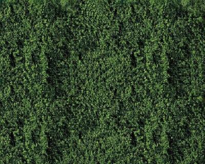 フォリッジ ダークグリーン