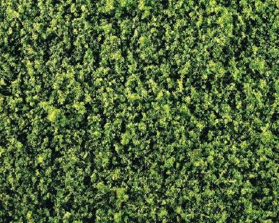 フォリッジ ミディアムグリーン