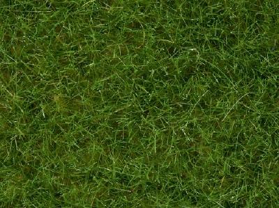 グラスマスター用草 野草 草丈6mm 100g